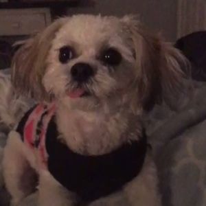 Meet your Posher, Carly